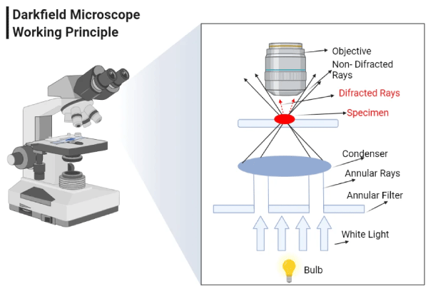 A visual representation of a Dark Field Microscope Setup